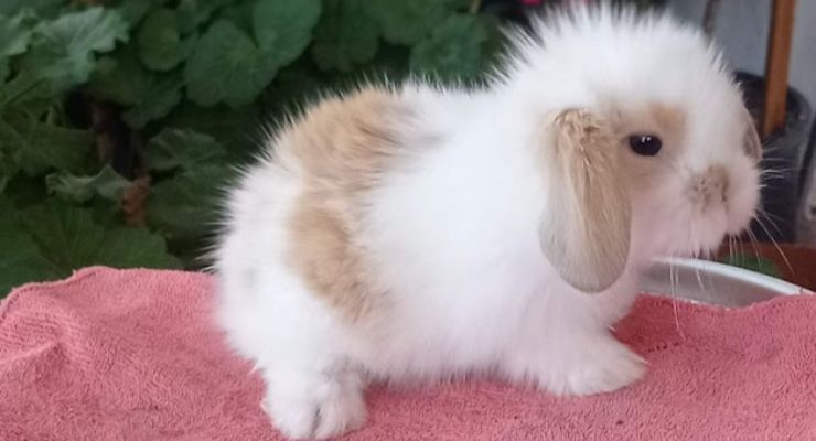 Şırnak Hollanda Lop Tavşan